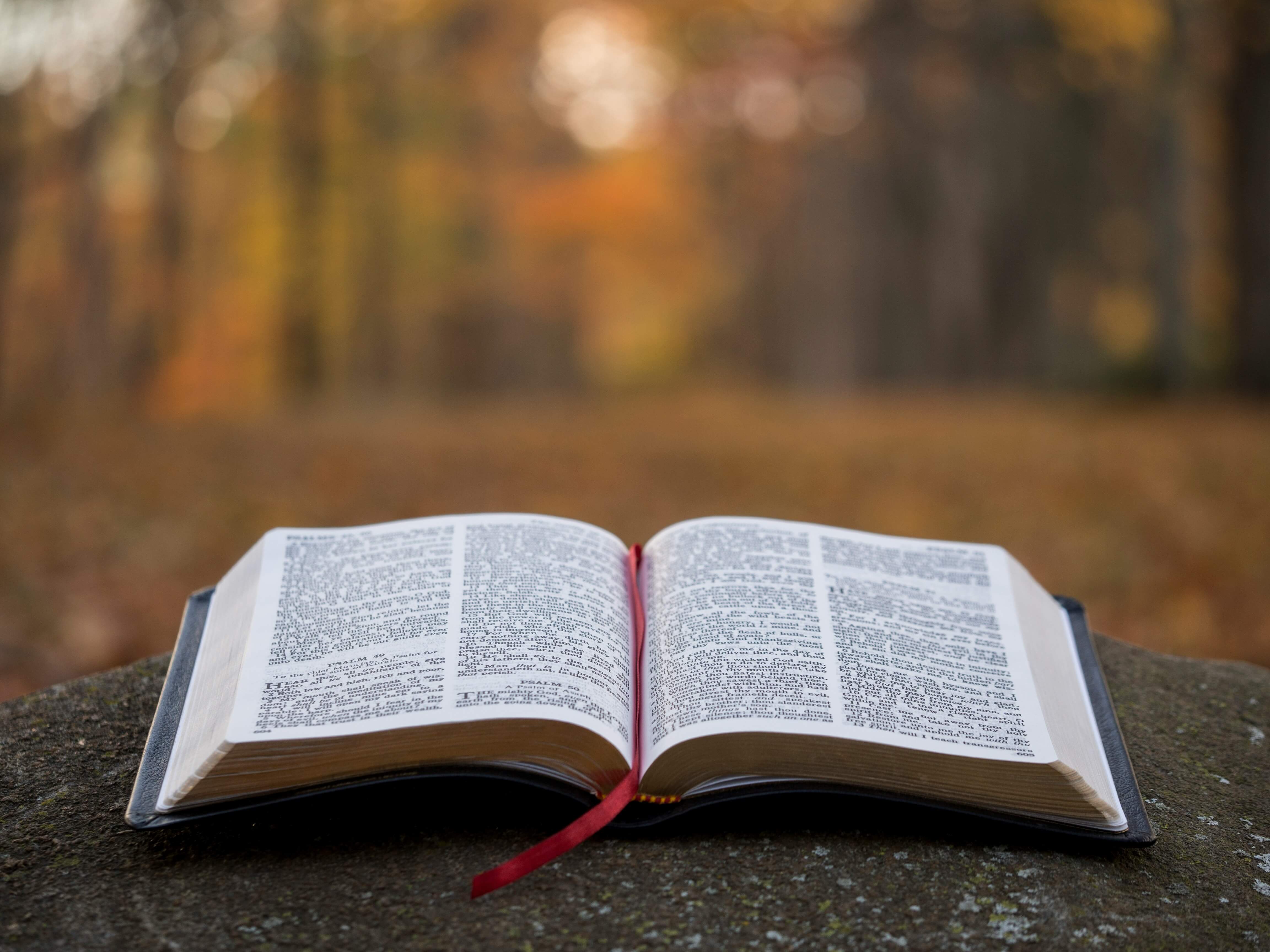 Open bible on a stone in the forest