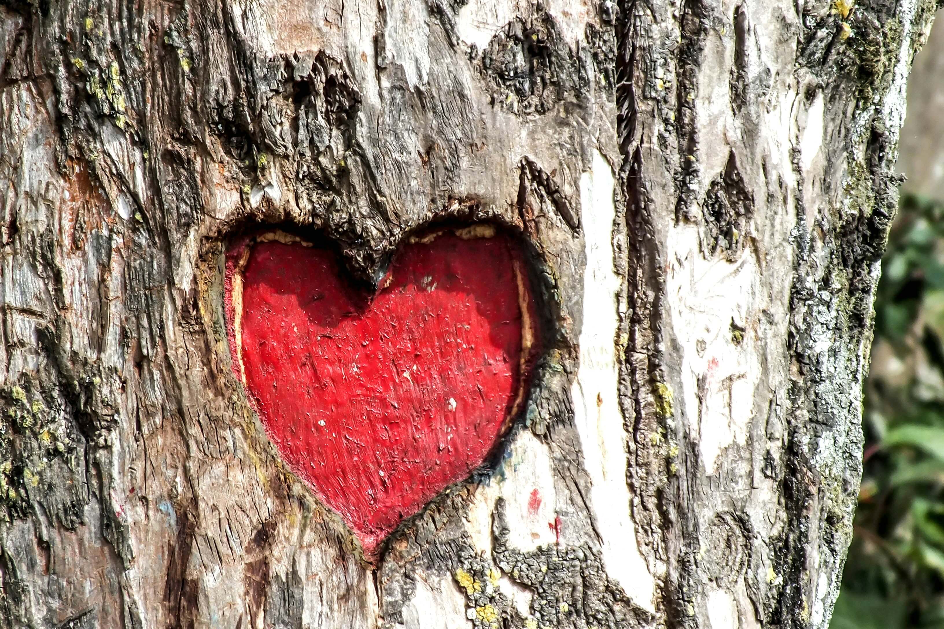 Red heart engraved in tree